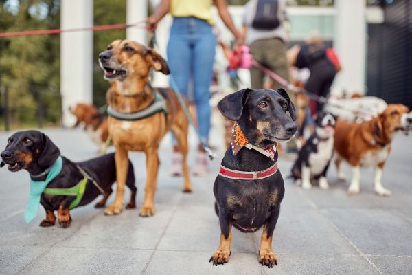 Huntsville Pets