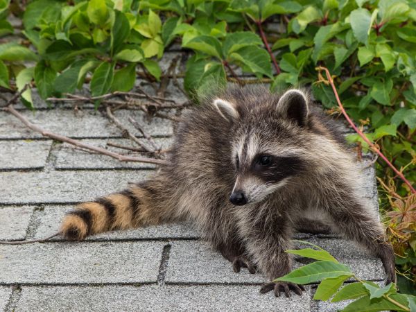 Huntsville Wildlife Removal