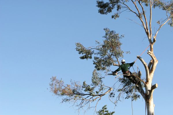 Huntsville Tree Trimming